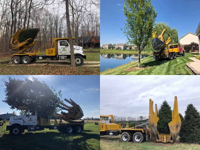 tree relocation service Indiana